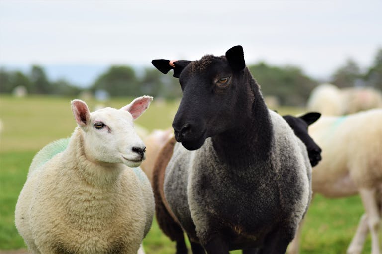 Close-up portrait of a black and white sheep in a lush green meadow in Wales.